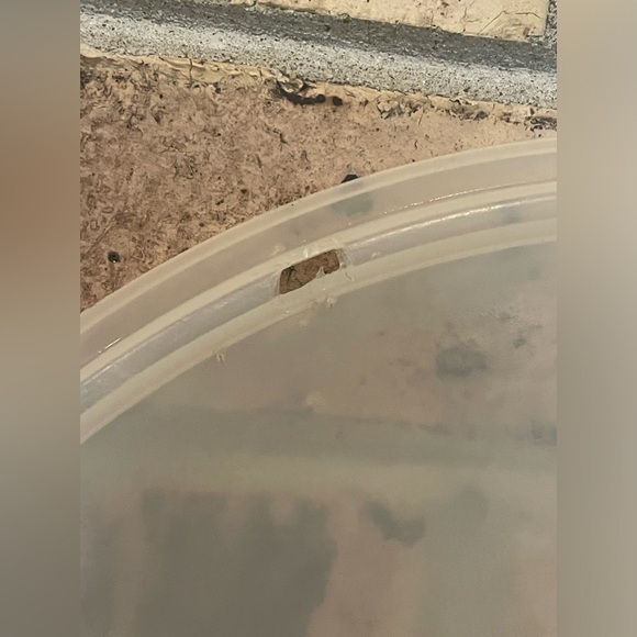 Two pieces of Vintage Tupperware - Picture 6 of 8